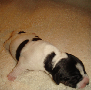 Puppy 5 Male